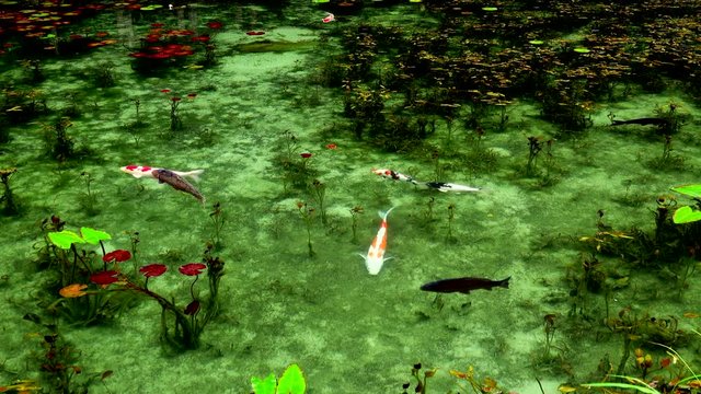 Monet's Pond, Seki, Gifu Prefecture, Japan
