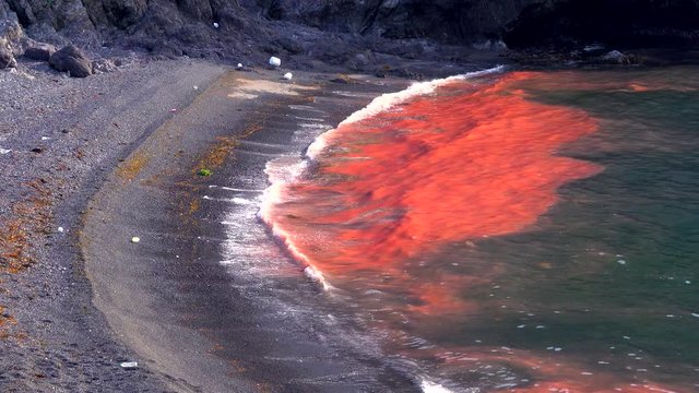Red tide at Qinghai Lake