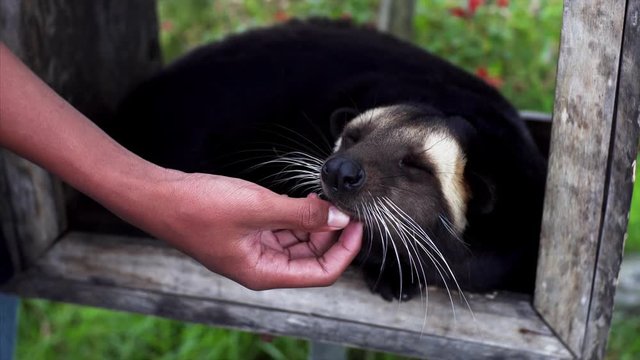 Unidentified man is stroking cute asian palm civet (Paradoxurus hermaphroditus), animal who produces the most expensive coffee Kopi luwak