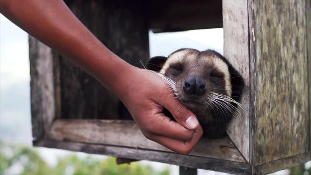 Unidentified man is stroking adorable asian palm civet (Paradoxurus hermaphroditus), animal who produces the most expensive coffee Kopi luwak