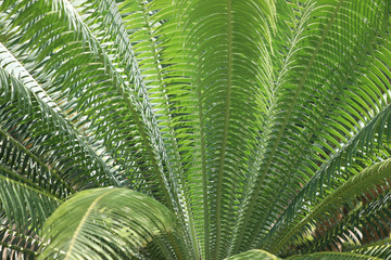Cycad palm leaves pattern in nature garden growth in summer