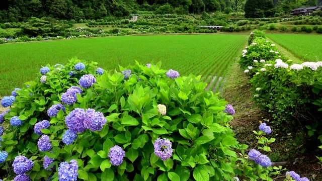 Flowers of hydrangea close to field, Buzen City, Fukuoka Prefecture
