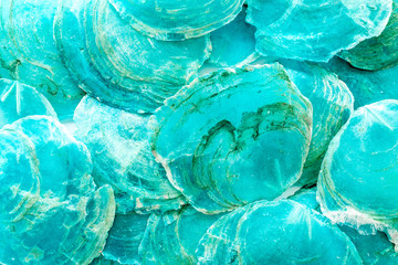 aquamarine shells for blog design pattern background top view