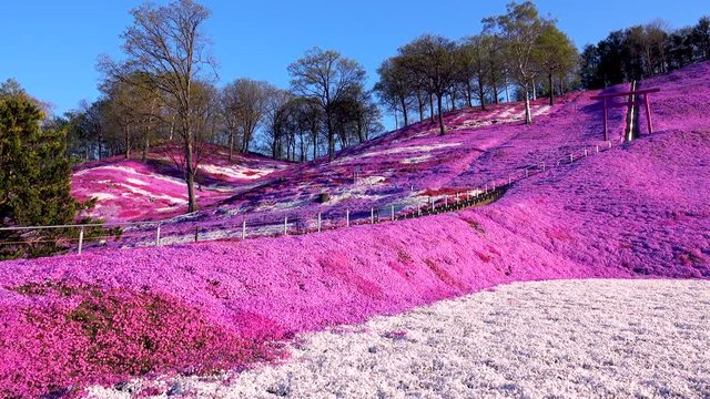 Moss phlox flowers, Takinoue Park, Hokkaido, Japan