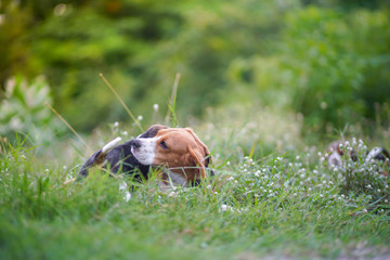 A cute little puppy beagle playing with her  mom outdoor in a grass field on a sunny spring day.