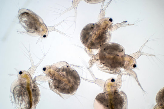 Water flea (Daphnia magna) is a small planktonic crustacean under microscope view.