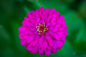 pink flower with blur background