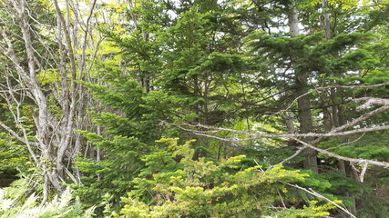 Obraz premium Sakhalin Island Nature