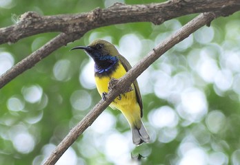 bird on a branch