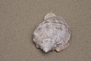 beautiful seashell on sand background