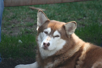 portrait of siberian husky