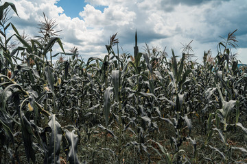 Tobacco plants in a farm located in viñales Cuba