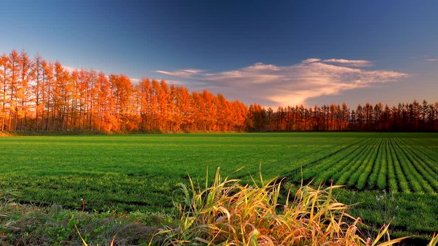Green wheat field surrounded by larch trees in autumn dawn