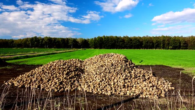 Collected sugar beets in field
