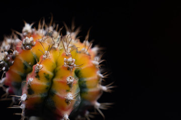 Cactus with spikes on black background.
