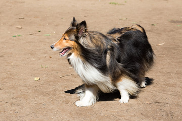 The Shetland Sheepdog is essentially a smaller version of a Rough Collie