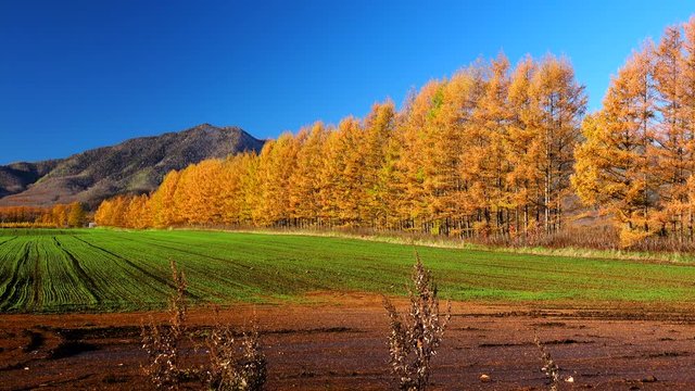 Wheat field surrounded by larch trees in autumn