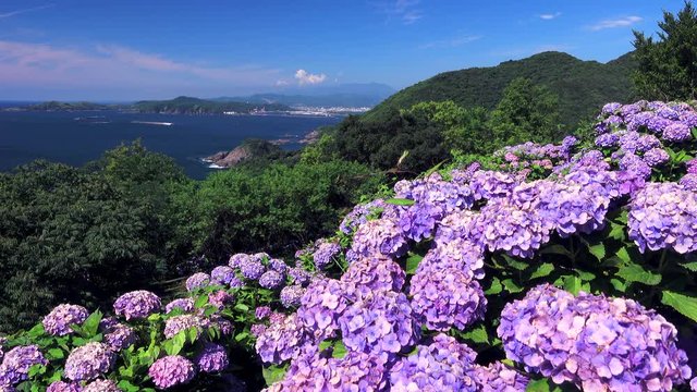 Flowers of hydrangea on slope, Kadokawa Town, Miyazaki Prefecture