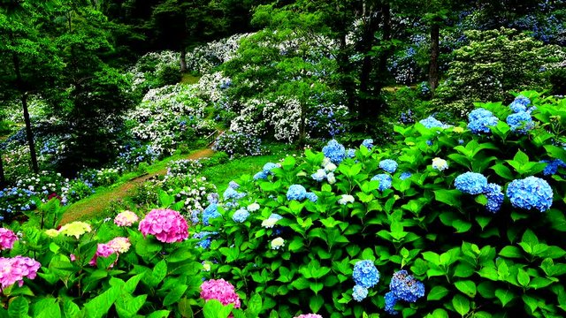 Hydrangea, Maizuru Natural Culture Garden, Kyoto Prefecture, Japan