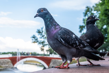 Very curious pigeon looking into the camera with one eye on blurred background