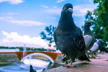 Extreme closeup of a pigeon on blurred background