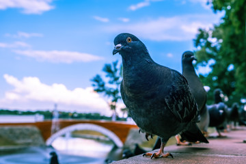 Pigeon looking straight into the camera - closeup with shallow depth of field