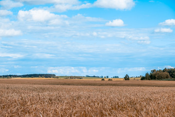 Countryside landscape of wheat field and blue sky with clouds