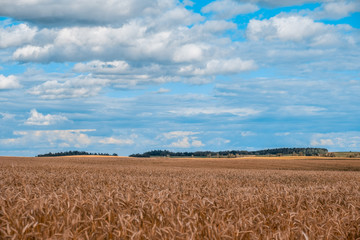 Scenic landscape of Belarusian countryside - wheat field under beautiful sky