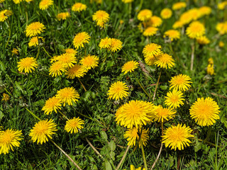 Field of Wild Dandelions and Wildflowers in Forest