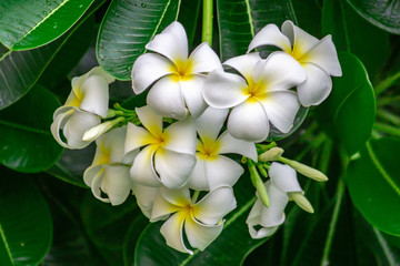 white plumeria rubra flowers on tree,Frangipani Spa Flowers background