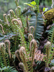 Fiddlehead Ferns In Rainforest Closeup Macro