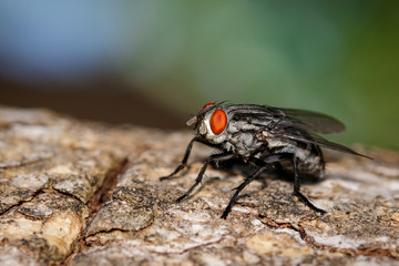 mage of a flies (Diptera) on tree on a natural background. Insect. Animal.