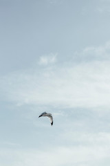 Bird flying in Toronto beaches