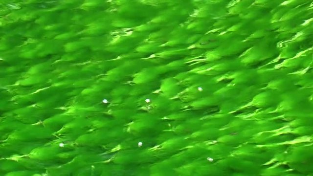 Flowing river