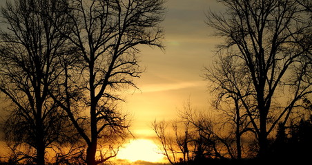 Sunrise through the tree