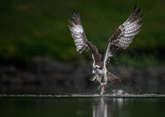 Osprey Fishing 