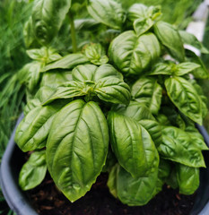 Basil Plant Leaves Growing in Garden Ready to Harvest
