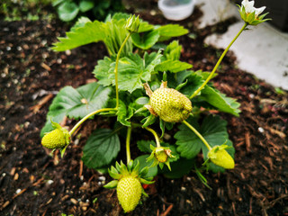 Strawberry Plant Leaves Growing in Garden Ready to Harvest