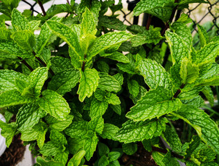 Mint Plant Leaves Growing in Garden Ready to Harvest