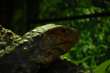 lizard on rock