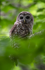 Barred Owlet 