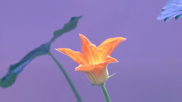 Close up of flowering zucchini