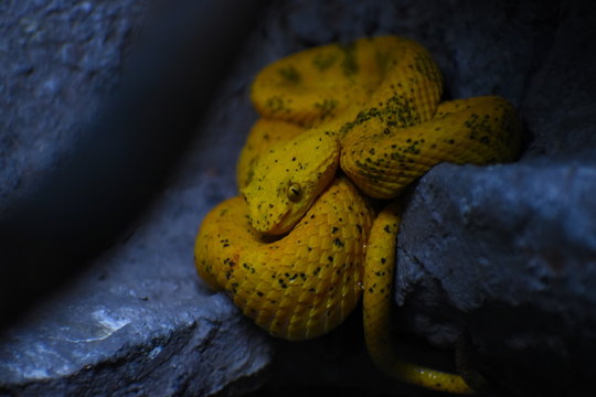 yellow snake of rock