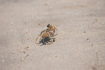 Profile of sand crab on beach