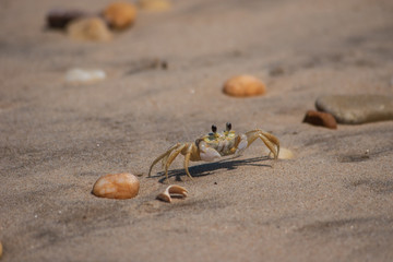 Sand crab between the rocks