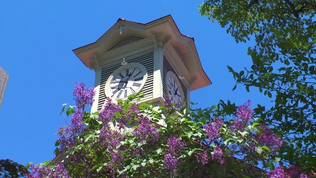 Sapporo Clock Tower seen over blooming lilac, Sapporo, Hokkaido