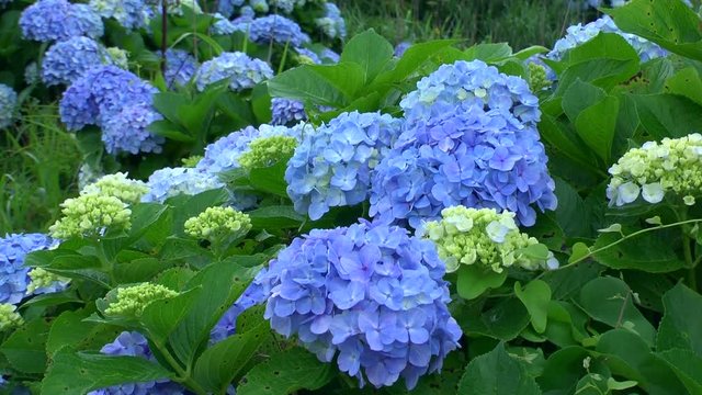 Blue blooming hydrangea flowers
