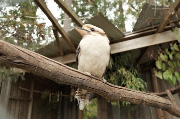 LAUGHING KOOKABURRA  in Tasmania Australia