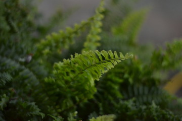 Planta