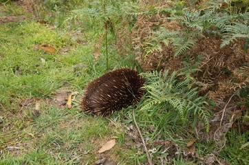 Hiding echidna in Tasmania Australia